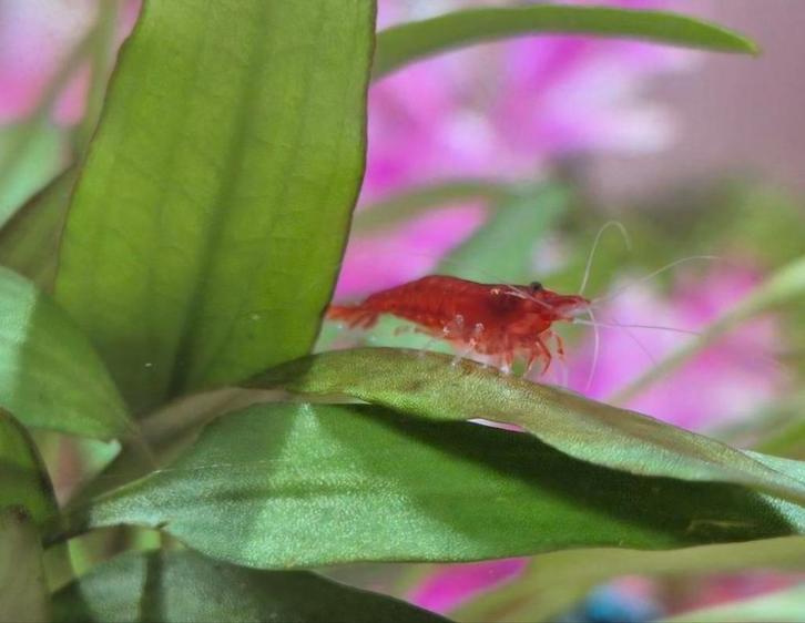 Te koop jonge red fire neocaridina garnaaltjes 22 voor 20 eu, Dieren en Toebehoren, Vissen | Aquariumvissen, Kreeft, Krab of Garnaal