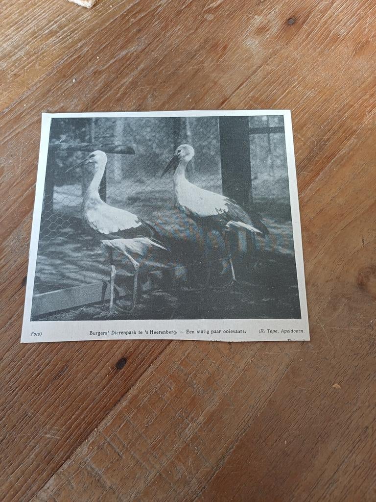 Knipsel Burgers dierenpark s Heerenberg ooievaars 1923, Ophalen of Verzenden, Gebruikt