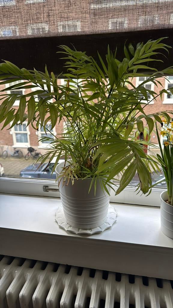 Ikea white flower pot with fern plant, Ophalen, Rond, Zo goed als nieuw, Aardewerk