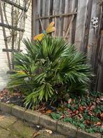 Gratis Chinese Waaierpalm - Zelf uitgraven!, Tuin en Terras, Volle zon, Vaste plant, Bloeit niet, Ophalen