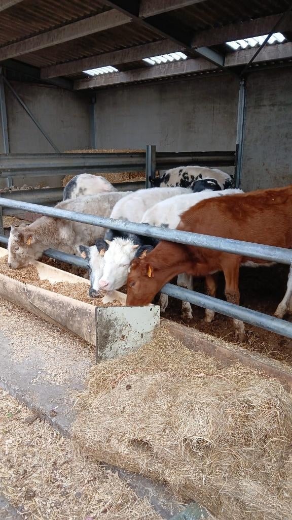 pinken / stieren, Dieren en Toebehoren, Runderen, Meerdere dieren, 0 tot 2 jaar