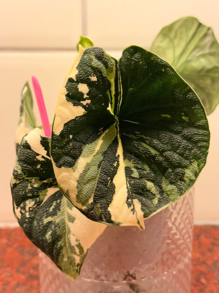 Alocasia melo albo variegata corms, Huis en Inrichting, Kamerplanten, Ophalen of Verzenden, Halfschaduw, Minder dan 100 cm