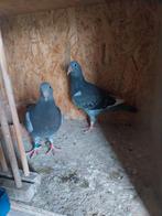 Jongen jan aarden, Meerdere dieren, Postduif