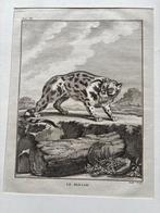 Antieke Gravures: Civetkat & Touan (Buffon, 1780s), Antiek en Kunst, Ophalen of Verzenden