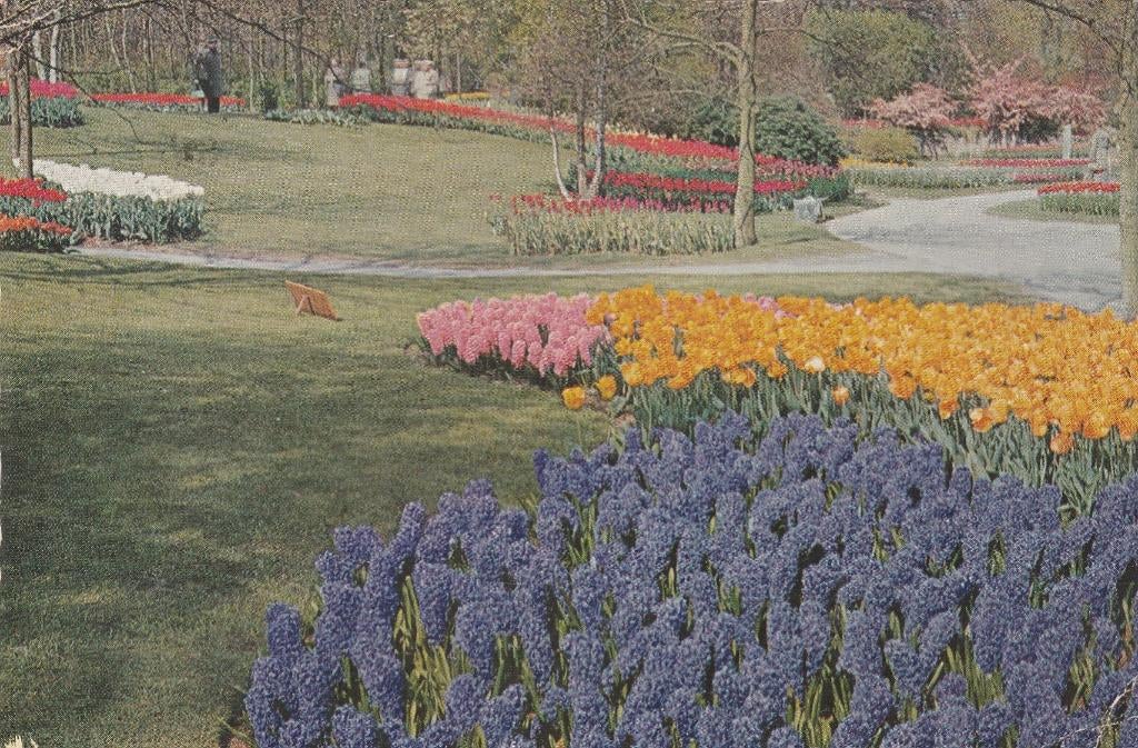 LISSE Keukenhof 1961, Verzamelen, Ansichtkaarten | Nederland, Gelopen, Zuid-Holland, 1960 tot 1980, Verzenden