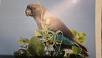 Tekoop gevraagd overjarige Meyer Damarensis man papagaai, Dieren en Toebehoren, Vogels | Parkieten en Papegaaien, Mannelijk, Papegaai