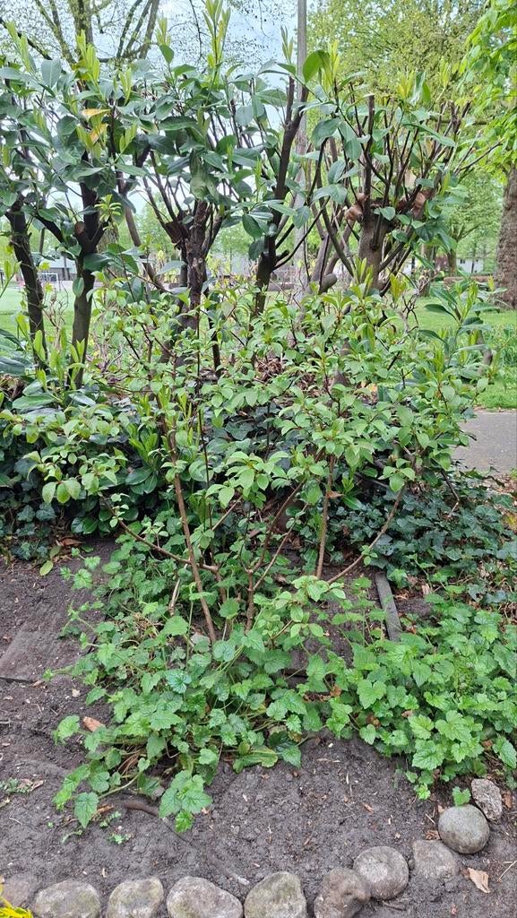 Mooie,  grote  Gelderse roos. Viburnum Bodnantense Charles V, Tuin en Terras, Planten | Struiken en Hagen, Ophalen, Overige soorten