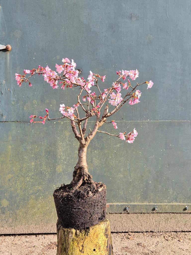Bonsai pre Prunus nipponica Ruby, Tuin en Terras, Planten | Bomen, Bloeit niet, Overige soorten, Minder dan 100 cm, Ophalen