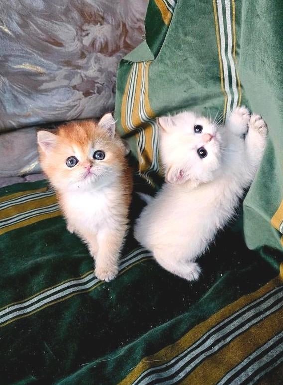 Mooi luxe Britse Golden shell kortharige kittens, STAMBOMEN!, Kater, Met stamboom