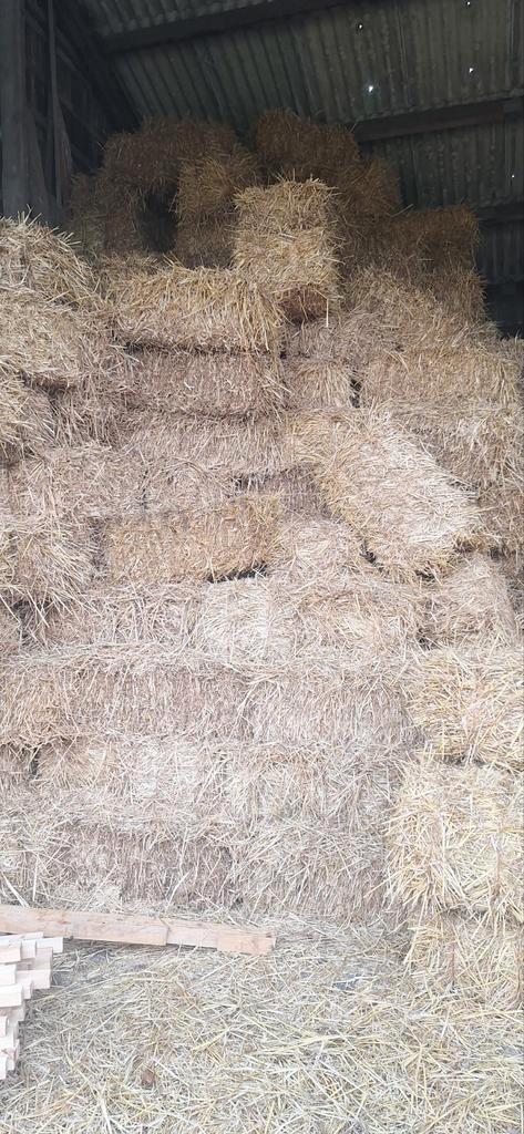 Tarwe stro in kleine pakjes oogst 2025, Zakelijke goederen, Agrarisch | Veevoer, Ophalen