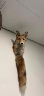 Opgezette vossenkop met staart, Ophalen of Verzenden