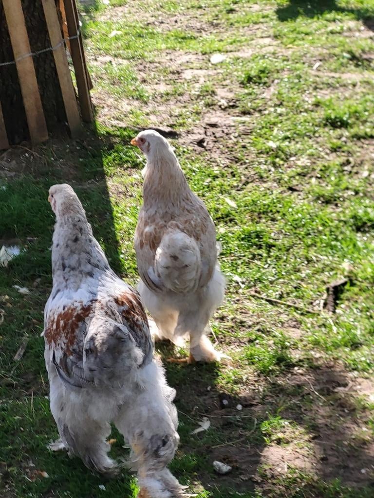 Zalm brahma kuikens, ca 12 weken oud, Geslacht onbekend, Kip