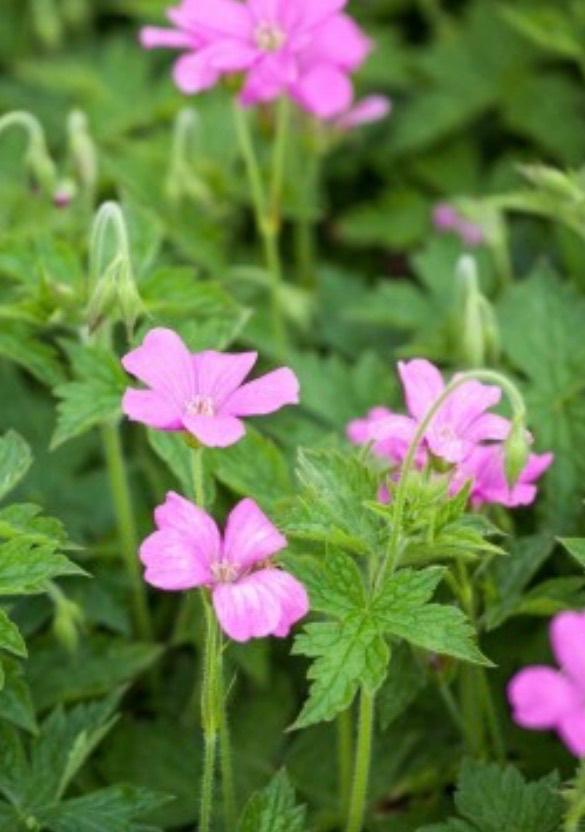 Gratis geranium, Tuin en Terras, Planten | Tuinplanten, Ophalen, Lente, Bodembedekkers, Halfschaduw