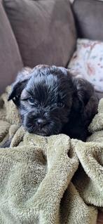 Leuke boomer x toy poedel pups, Overige rassen, Meerdere, Meerdere dieren, Nederland
