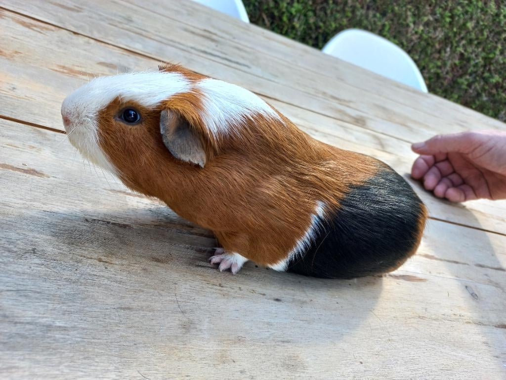 Cavia beer driekleur, Dieren en Toebehoren, September, Mannelijk, Cavia