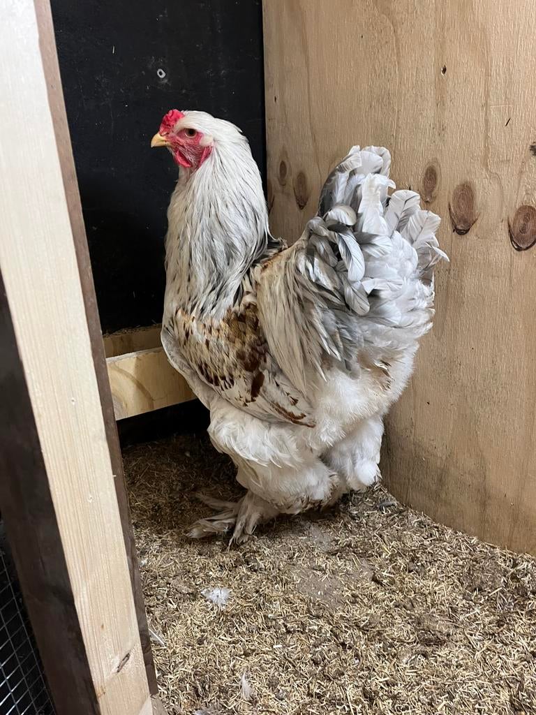 Brahma groot splashzalm haan, Mannelijk, Kip