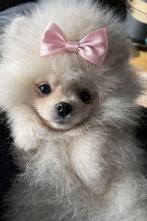 Exclusive pomeriaan puppy’s, Particulier, Overige rassen, 8 tot 15 weken, Buitenland