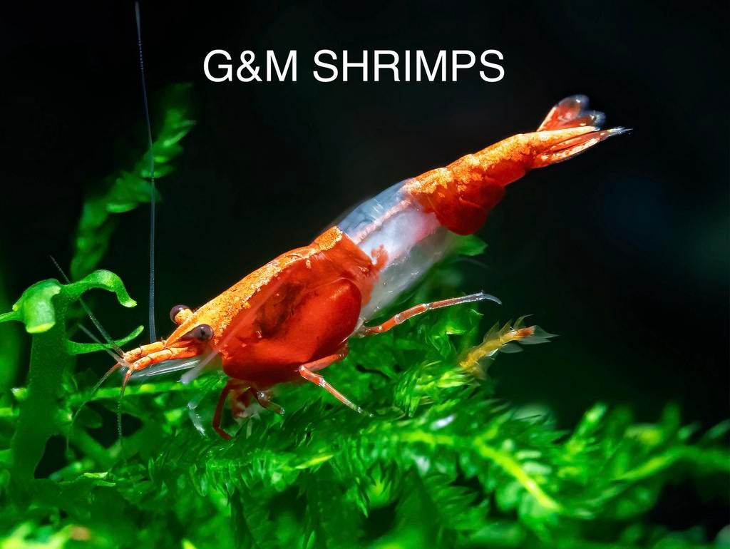 Neocaridina Red Rili, Dieren en Toebehoren, Vissen | Aquariumvissen, Kreeft, Krab of Garnaal