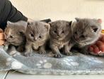 Britse korthaar kittens met stamboom, Meerdere dieren, Met stamboom, 0 tot 2 jaar