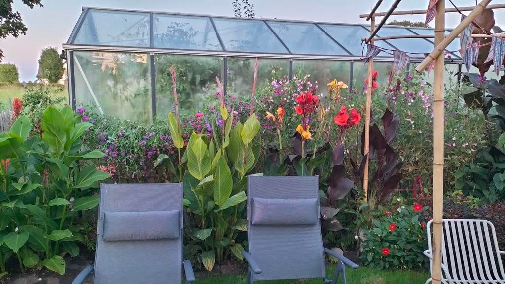 Canna groenbladig, Tuin en Terras, Planten | Tuinplanten, Ophalen of Verzenden, Overige soorten, Volle zon