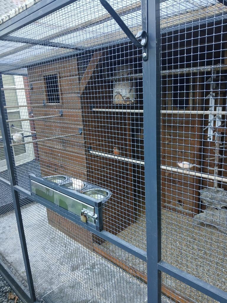 2 koppels harlekijns kanaries broedrijp, Dieren en Toebehoren, Vogels | Kanaries, Meerdere dieren, Kleurkanarie