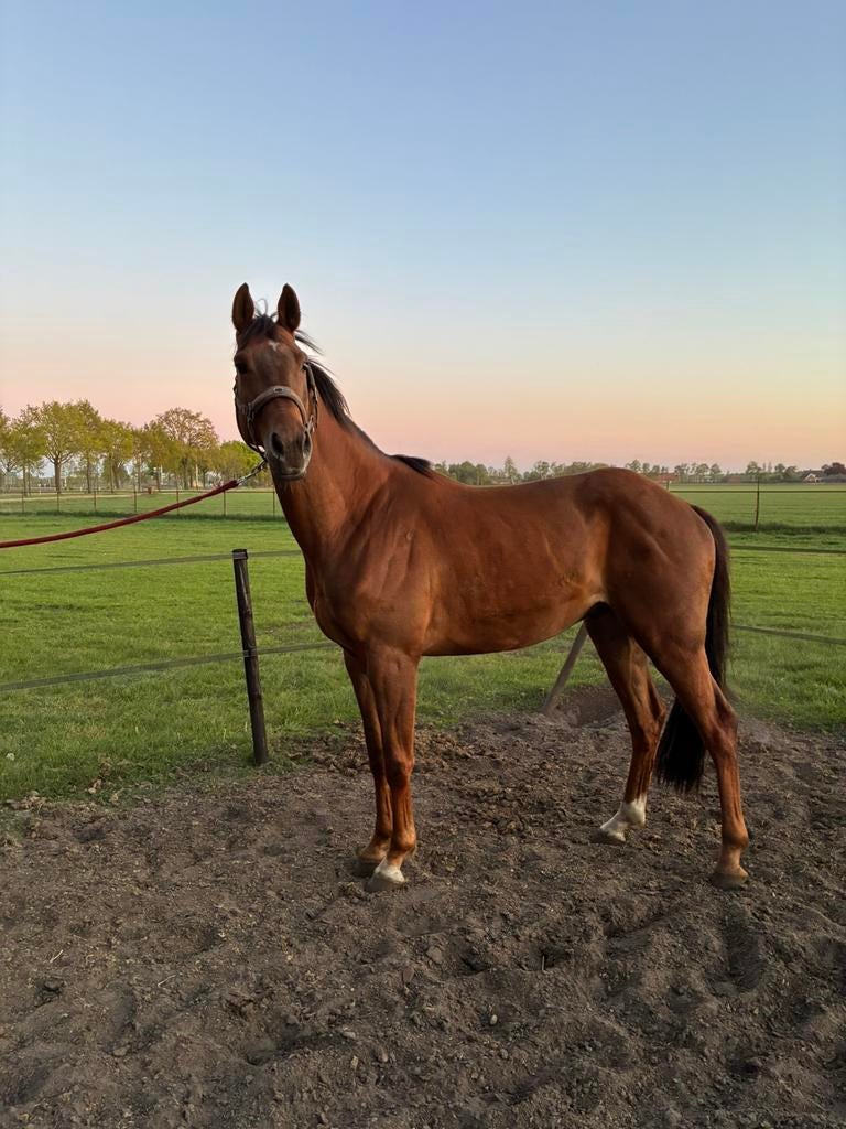 Te koop 5 jarige ruin, Dieren en Toebehoren, Paarden, Ruin, 3 tot 6 jaar