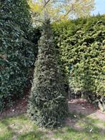 Zuilvormige taxus - Ideaal voor elke tuin, Bloeit niet, 250 tot 400 cm, Zuilboom, Ophalen