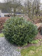 Megastruik gratis ophalen, Ophalen, Overige soorten