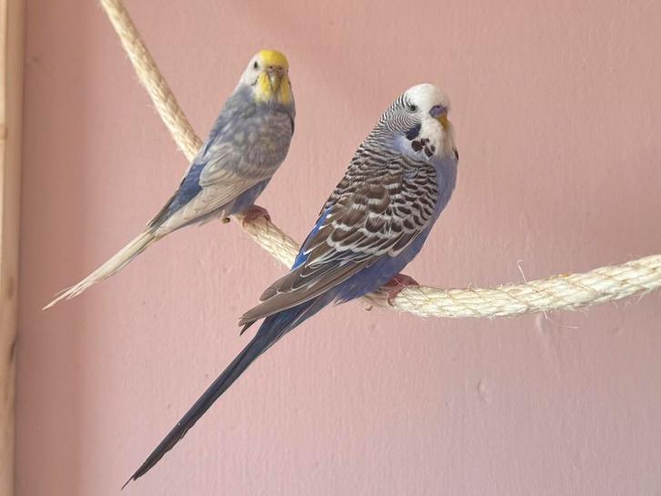 Goed huisje gezocht, Dieren en Toebehoren, Vogels | Parkieten en Papegaaien, Parkiet, Meerdere dieren