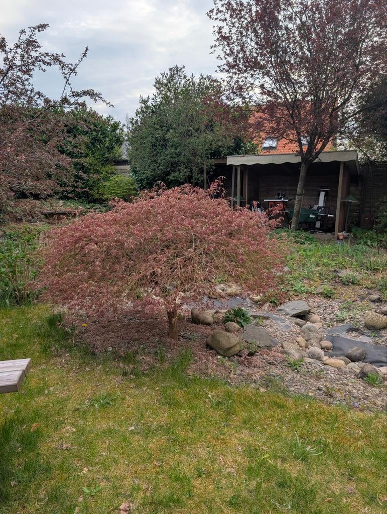 Prachtige Japanse esdoorn, Tuin en Terras, Planten | Bomen, Ophalen, Bloeit niet, Halfschaduw, Overige soorten