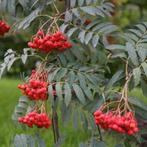 **ACTIE** Sorbus aucuparia, wilde lijsterbes, inheems, Ophalen of Verzenden, Overige soorten, Struik, Minder dan 100 cm