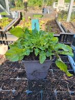 Marietteklokje, Tuin en Terras, Planten | Tuinplanten, Ophalen of Verzenden, Overige soorten, Volle zon