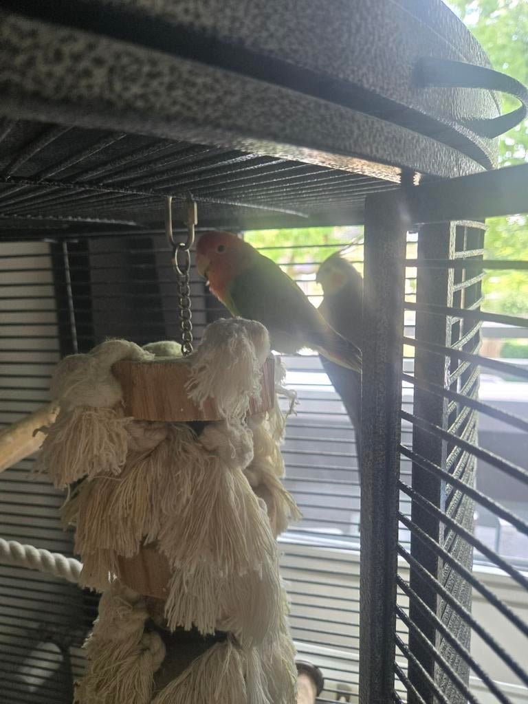 2 lieve vogels te koop, Dieren en Toebehoren, Vogels | Parkieten en Papegaaien, Meerdere dieren, Parkiet, Geringd