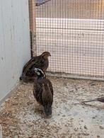 Koppel boomkwartels wildkleur, Dieren en Toebehoren, Meerdere dieren