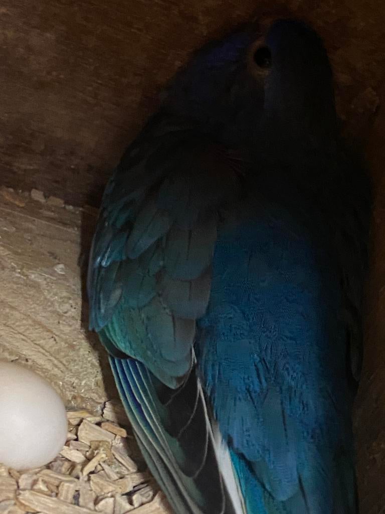 Witborst POP , Splendid .’24 jan., Dieren en Toebehoren, Vrouwelijk, Parkiet