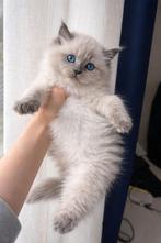 Britse langhaar, Meerdere dieren, Met stamboom, 0 tot 2 jaar