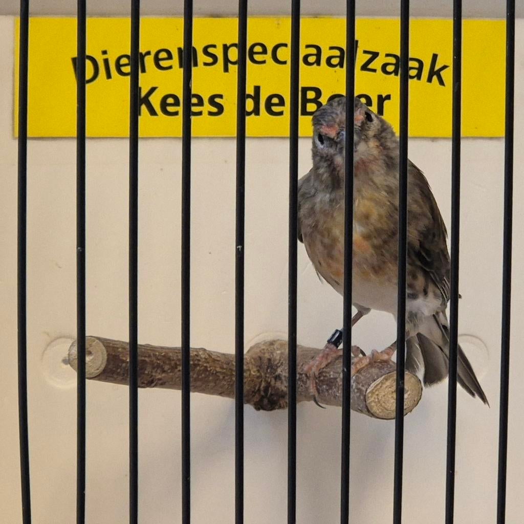 Kneu x kanarie bastaard, Dieren en Toebehoren, Vogels | Overige Vogels, Mannelijk, Wildzangvogel, Geringd