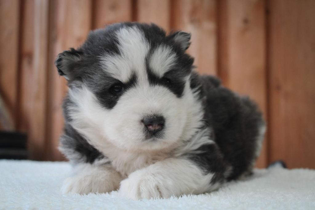 Lieve, Knappe, Gezonde pomsky pups te reseveren, Dieren en Toebehoren, Honden | Poolhonden, Keeshonden en Oertypen, 8 tot 15 weken