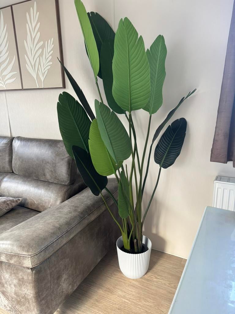 Kustplant strelitzia XL, Ophalen, Zo goed als nieuw