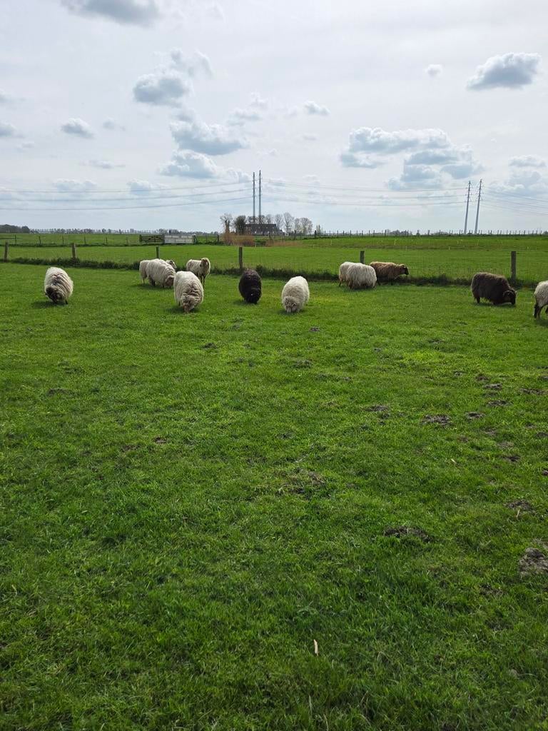 Mooie guste Drentse schapen, Vrouwelijk, Schaap