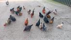 Te koop: diverse krielkippen in 1 koop, Meerdere dieren, Kip