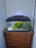 Aquarium compleet met guppy's, Dieren en Toebehoren, Vissen | Aquaria en Toebehoren, Ophalen, Zo goed als nieuw, Gevuld zoetwateraquarium