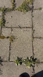 Gratis op te halen 25m2 beton tegels, Ophalen, Gebruikt, 10 m² of meer, Beton