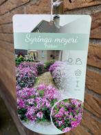 Dwergsering op 90 cm stam. Syringa palibin, Ophalen, Overige soorten, Volle zon