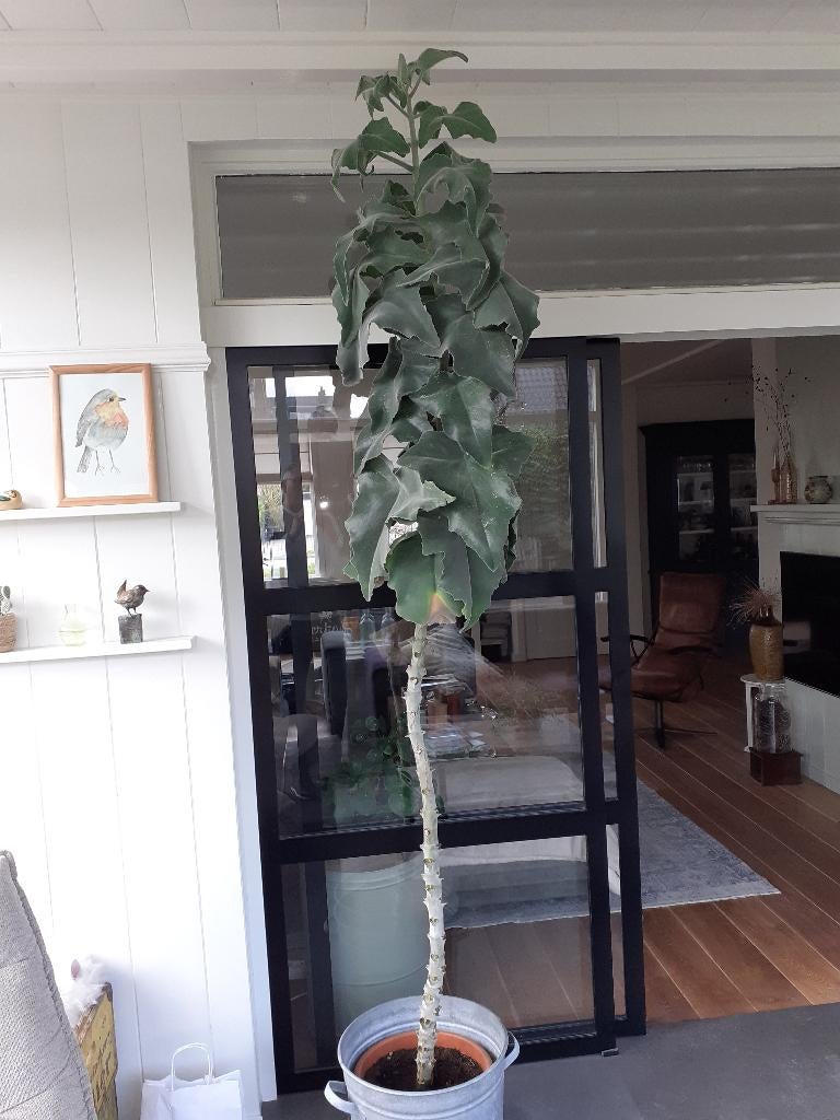 planten Kalanchoe, Vaste plant, Halfschaduw, Zomer, Ophalen