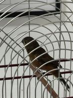 Twatwa, Dieren en Toebehoren, Vogels | Overige Vogels, Vrouwelijk, Tam