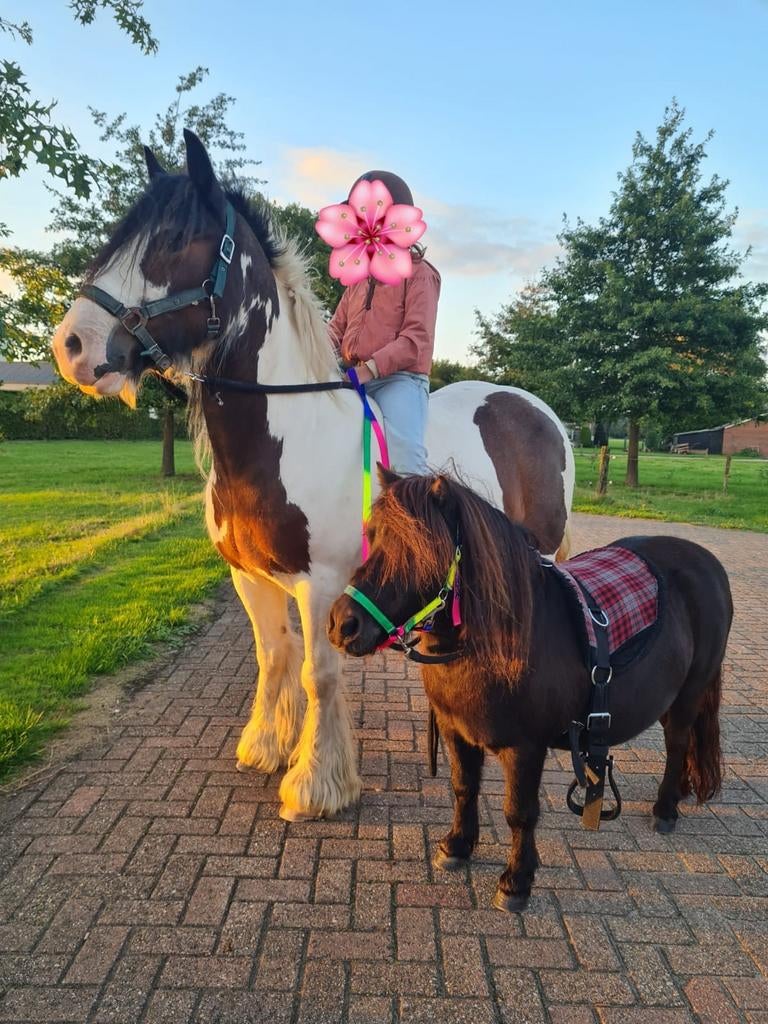 Prachtige 7-jarige Tinker merrie, Dieren en Toebehoren, Pony's, Zadelmak, 7 tot 10 jaar, Recreatiepony, Ontwormd