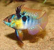 Antenne baars, in diverse variateiten, Dieren en Toebehoren, Vissen | Aquariumvissen, Vis