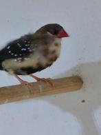 Tijgervink man, Dieren en Toebehoren, Vogels | Overige Vogels, Mannelijk