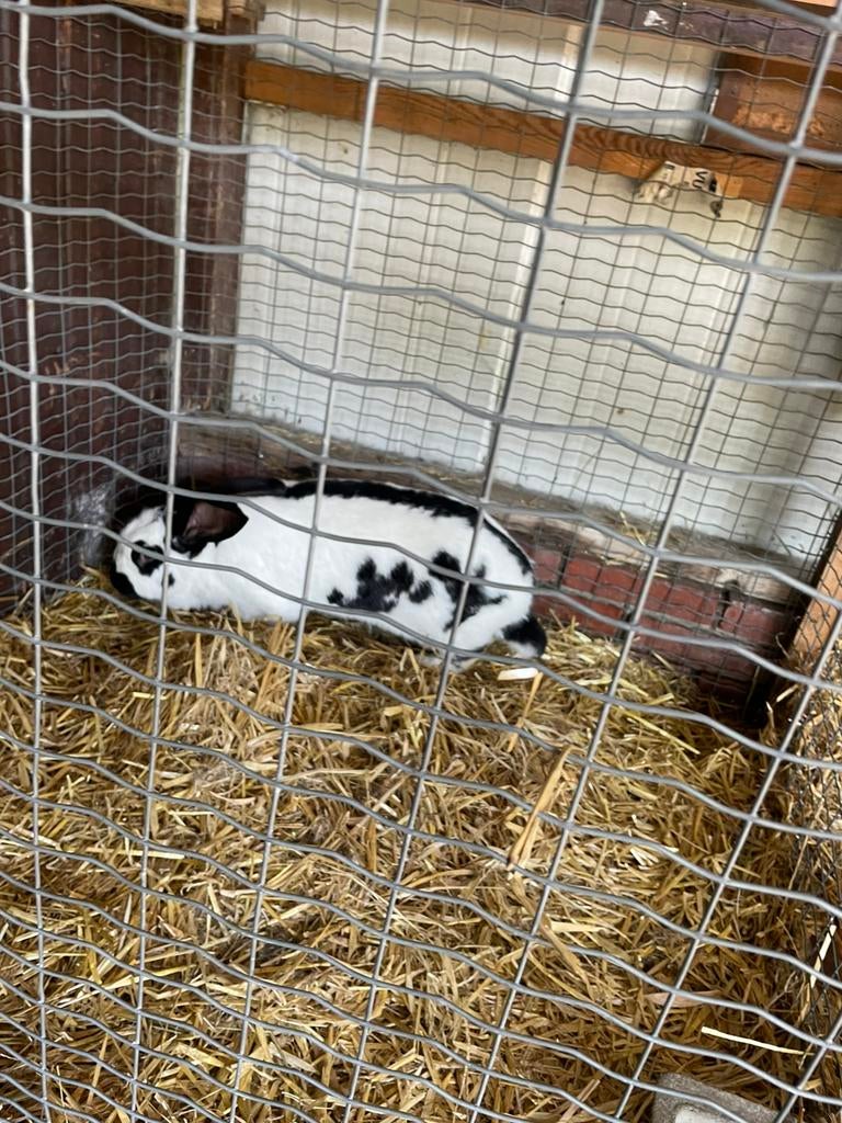 Konijn, Dieren en Toebehoren, Vrouwelijk